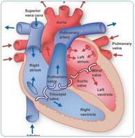 Anatomy and Physiology Course Anatomy and Physiology Course