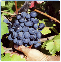 Healthy Eating For Weight Loss Certification Healthy Eating For Weight Loss Certification