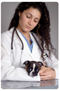 ExpertRating Online Veterinary Assistant Course 129 99 Training   Pic6 